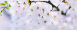 Preview wallpaper sakura, flowers, bloom, spring, white