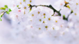 Preview wallpaper sakura, flowers, bloom, spring, white