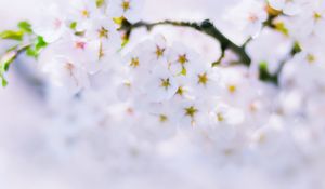 Preview wallpaper sakura, flowers, bloom, spring, white