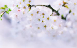 Preview wallpaper sakura, flowers, bloom, spring, white