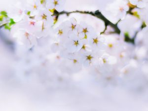 Preview wallpaper sakura, flowers, bloom, spring, white