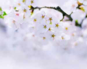 Preview wallpaper sakura, flowers, bloom, spring, white