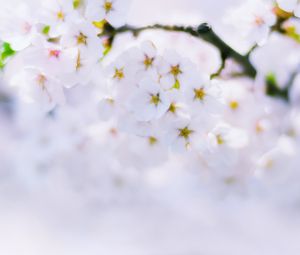 Preview wallpaper sakura, flowers, bloom, spring, white