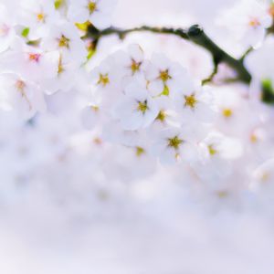 Preview wallpaper sakura, flowers, bloom, spring, white