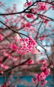 Preview wallpaper sakura, flowers, bloom, macro, branch