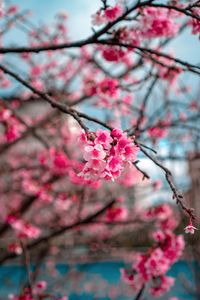 Preview wallpaper sakura, flowers, bloom, macro, branch