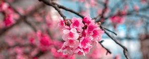 Preview wallpaper sakura, flowers, bloom, macro, branch