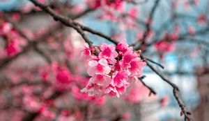 Preview wallpaper sakura, flowers, bloom, macro, branch