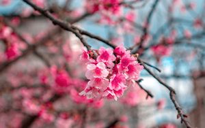 Preview wallpaper sakura, flowers, bloom, macro, branch