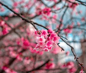 Preview wallpaper sakura, flowers, bloom, macro, branch