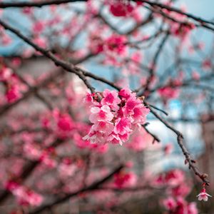 Preview wallpaper sakura, flowers, bloom, macro, branch