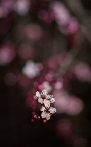 Preview wallpaper sakura, flowers, bokeh