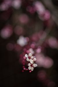 Preview wallpaper sakura, flowers, bokeh