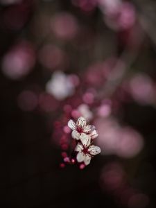 Preview wallpaper sakura, flowers, bokeh