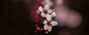 Preview wallpaper sakura, flowers, bokeh