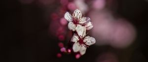 Preview wallpaper sakura, flowers, bokeh