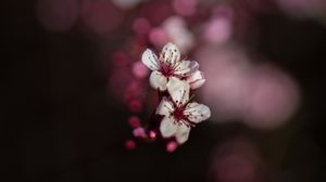 Preview wallpaper sakura, flowers, bokeh