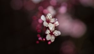 Preview wallpaper sakura, flowers, bokeh