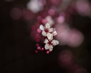 Preview wallpaper sakura, flowers, bokeh