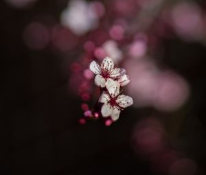 Preview wallpaper sakura, flowers, bokeh