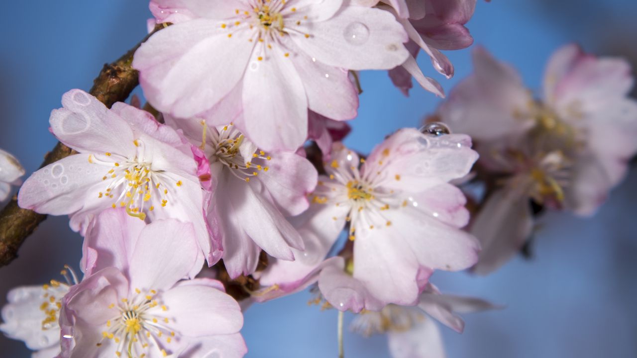 Wallpaper sakura, flowers, branch, blur