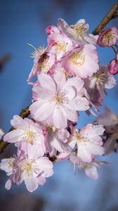 Preview wallpaper sakura, flowers, branch, blur