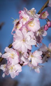 Preview wallpaper sakura, flowers, branch, blur