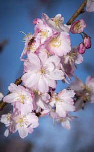 Preview wallpaper sakura, flowers, branch, blur