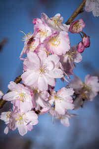 Preview wallpaper sakura, flowers, branch, blur