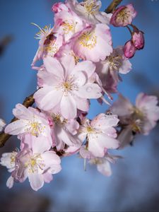 Preview wallpaper sakura, flowers, branch, blur