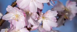 Preview wallpaper sakura, flowers, branch, blur