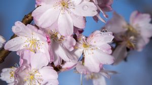 Preview wallpaper sakura, flowers, branch, blur