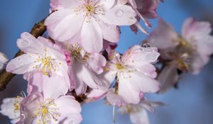 Preview wallpaper sakura, flowers, branch, blur