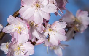 Preview wallpaper sakura, flowers, branch, blur