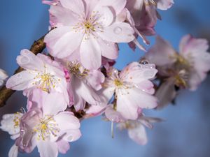 Preview wallpaper sakura, flowers, branch, blur