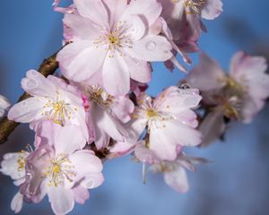 Preview wallpaper sakura, flowers, branch, blur