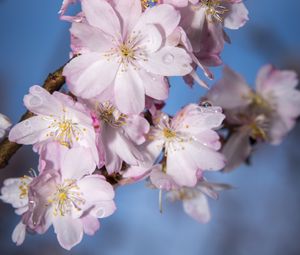 Preview wallpaper sakura, flowers, branch, blur