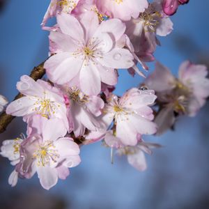 Preview wallpaper sakura, flowers, branch, blur