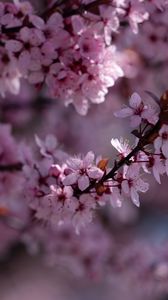 Preview wallpaper sakura, flowers, branch, pink