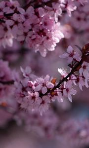 Preview wallpaper sakura, flowers, branch, pink