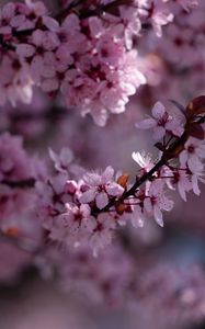 Preview wallpaper sakura, flowers, branch, pink