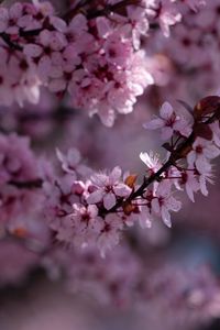 Preview wallpaper sakura, flowers, branch, pink