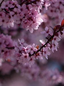 Preview wallpaper sakura, flowers, branch, pink