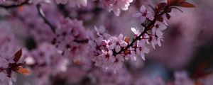 Preview wallpaper sakura, flowers, branch, pink