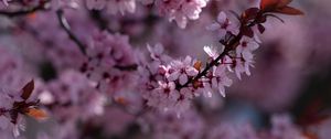 Preview wallpaper sakura, flowers, branch, pink