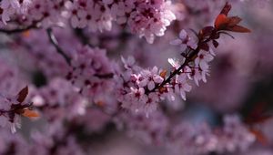 Preview wallpaper sakura, flowers, branch, pink