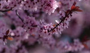 Preview wallpaper sakura, flowers, branch, pink