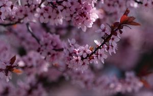 Preview wallpaper sakura, flowers, branch, pink