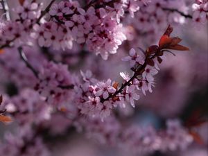 Preview wallpaper sakura, flowers, branch, pink