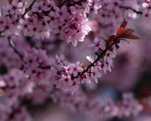 Preview wallpaper sakura, flowers, branch, pink